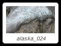 alaska_024