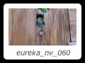 eureka_nv_060