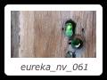 eureka_nv_061