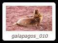 galapagos_010