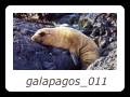 galapagos_011