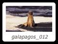 galapagos_012