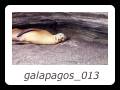 galapagos_013