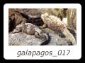 galapagos_017