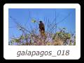 galapagos_018