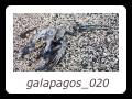 galapagos_020
