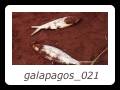 galapagos_021