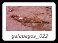 galapagos_022