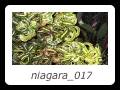 niagara_017