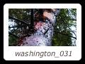 washington_031
